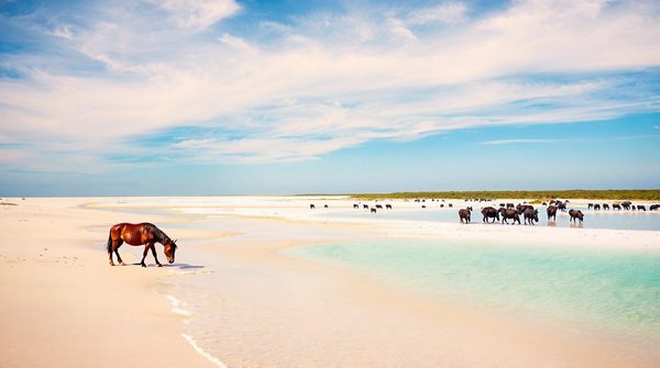 À la découverte de la camargue : plages et biodiversité fascinantes