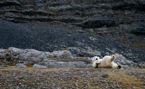 Comment planifier une expédition pour observer les ours polaires au Svalbard?